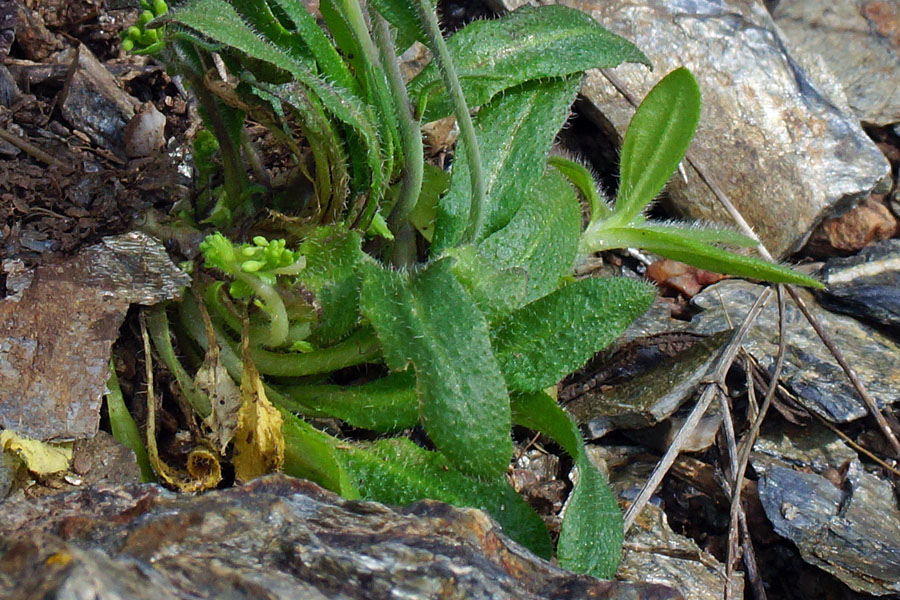 Arabis da determinare 2